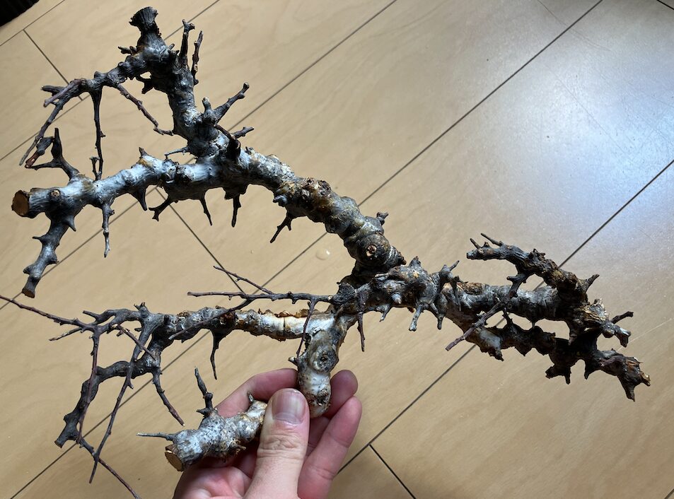 コミフォラエイル　発根済み コミフォラ エイル 落葉中 発根済み 抜き苗