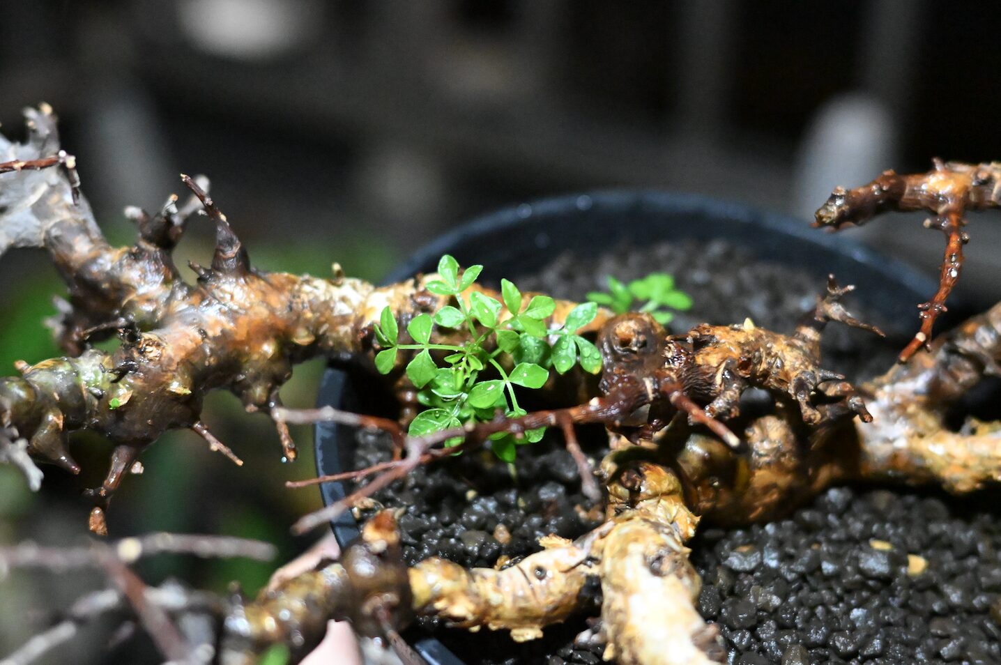 発根成功！】憧れの「コミフォラ・エイル」に挑戦｜水耕と土耕